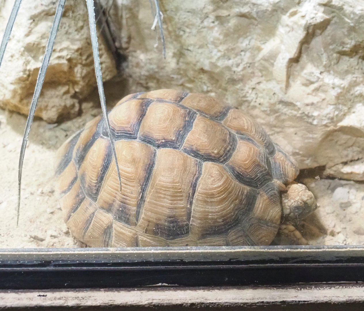 Egyptian tortoise (Testudo kleinmanni), 2021-09-03