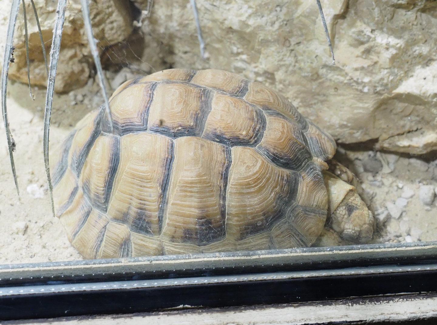 Egyptian tortoise (Testudo kleinmanni), 2022-09-14