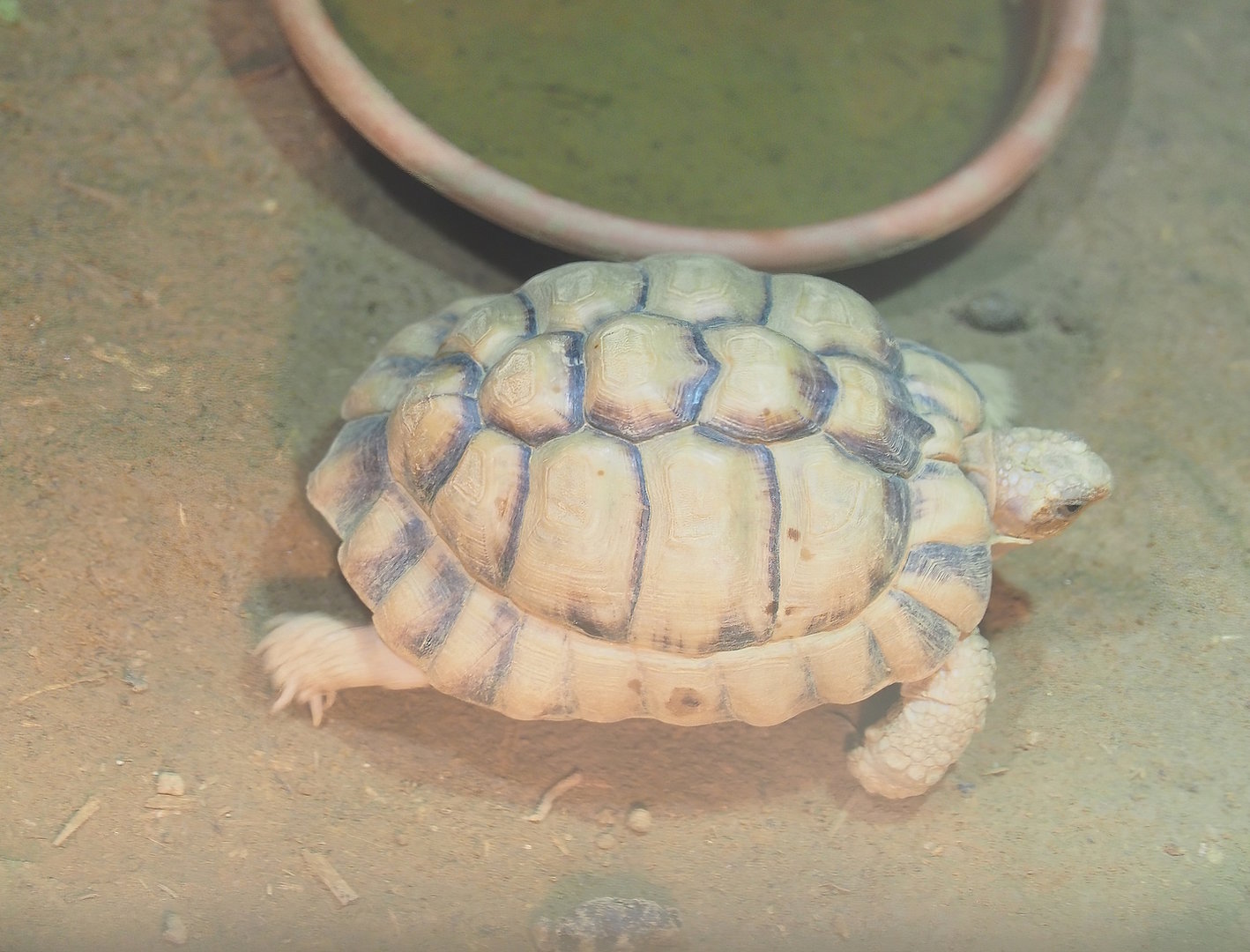Egyptian tortoise (Testudo kleinmanni), 2022-10-09