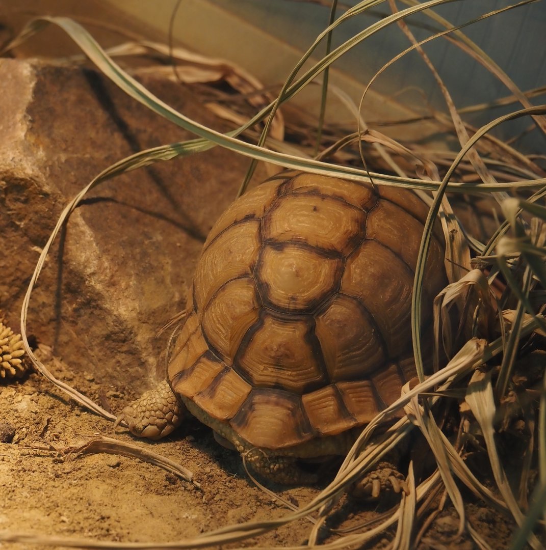 Egyptian tortoise (Testudo kleinmanni), 2024-06-30