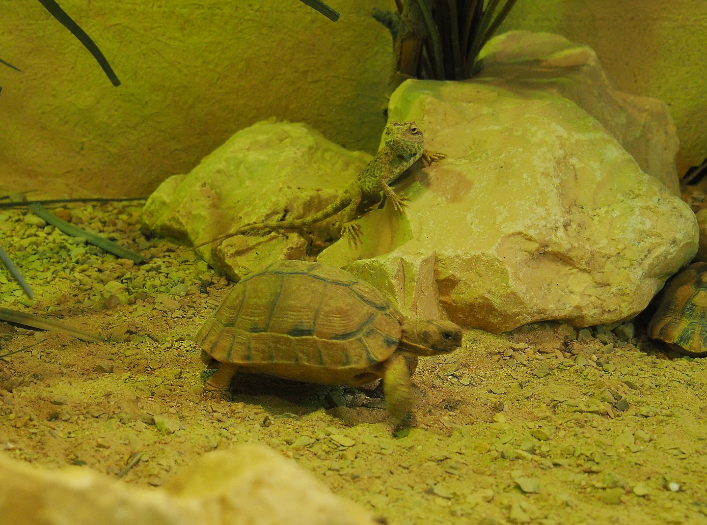 Egyptian tortoise (Testudo kleinmanni) and Savigny's agama (Trapelus savignii), 2019-10-04