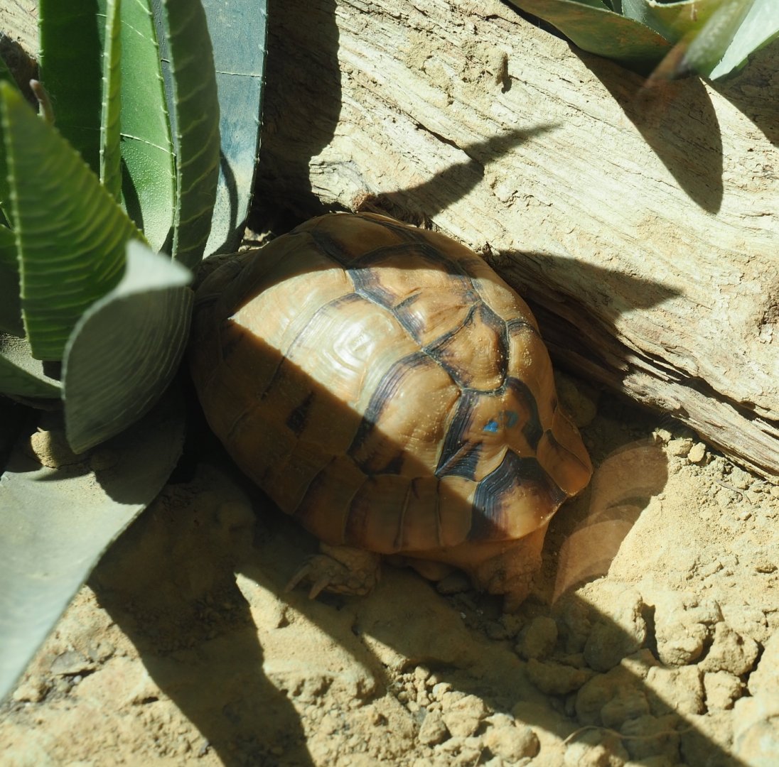 Egyptian tortoise (Testudo kleinmanni)