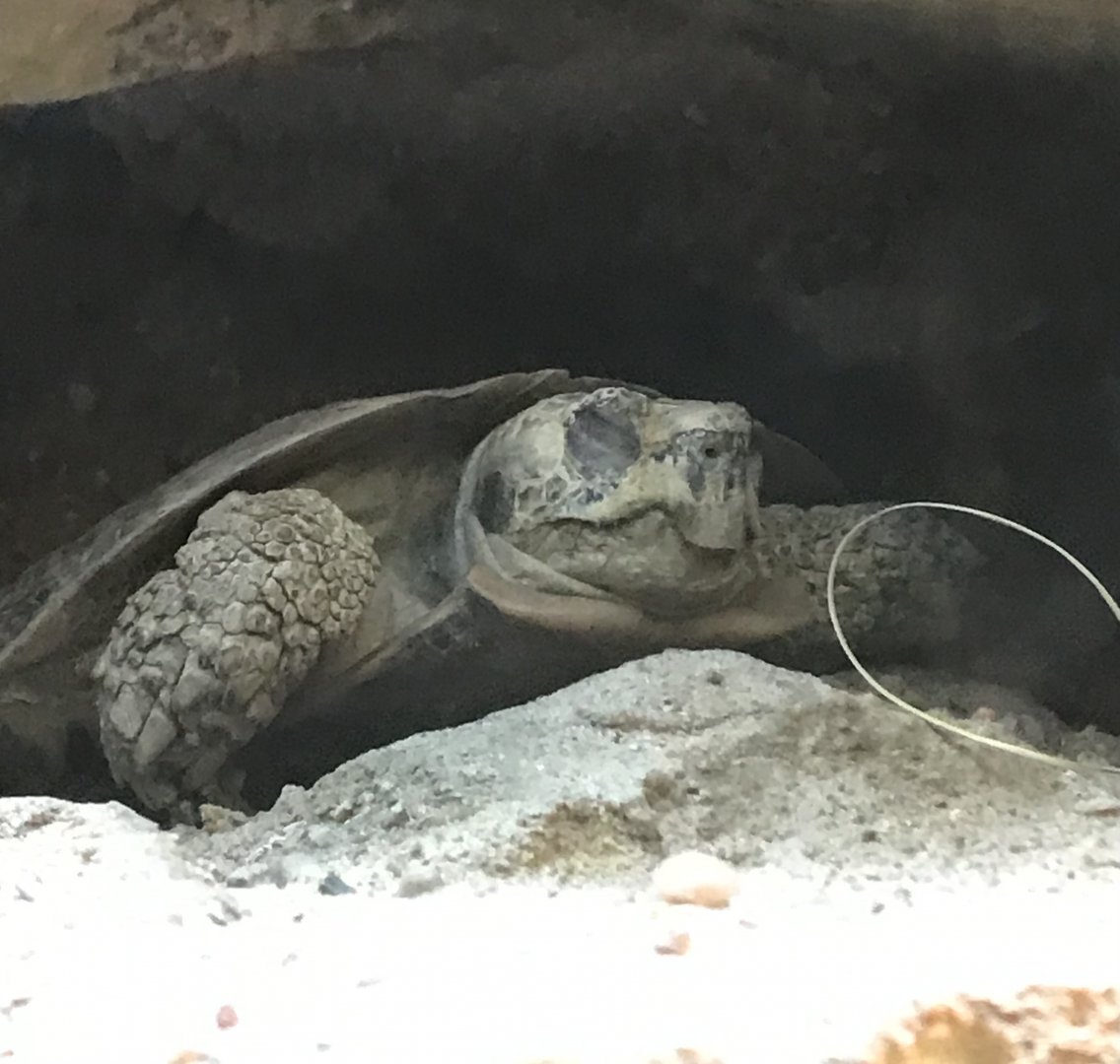 Egyptian Tortoise (Testudo kleinmanni)
