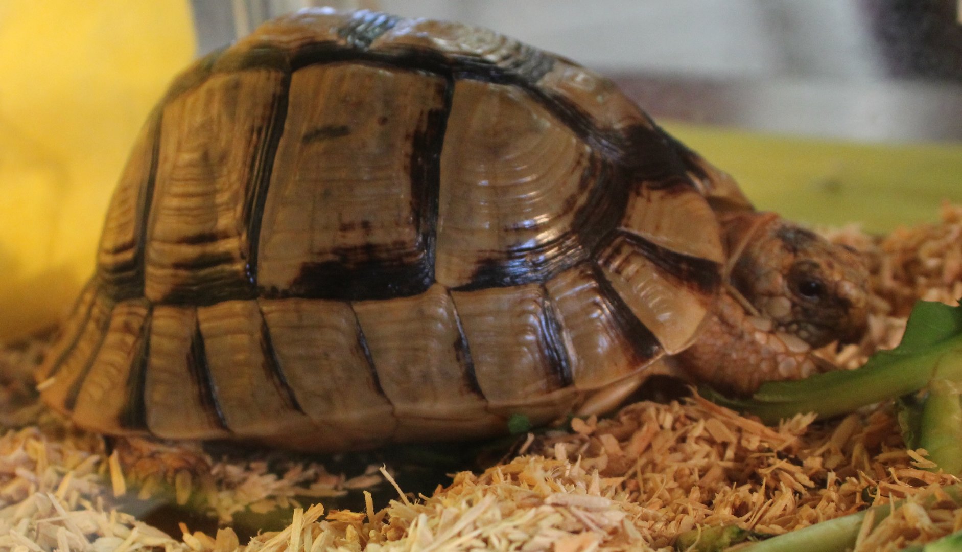 Egyptian tortoise Testudo kleinmanni