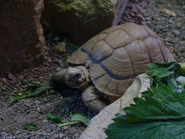 Egyptian tortoise (Testudo kleinmanni)