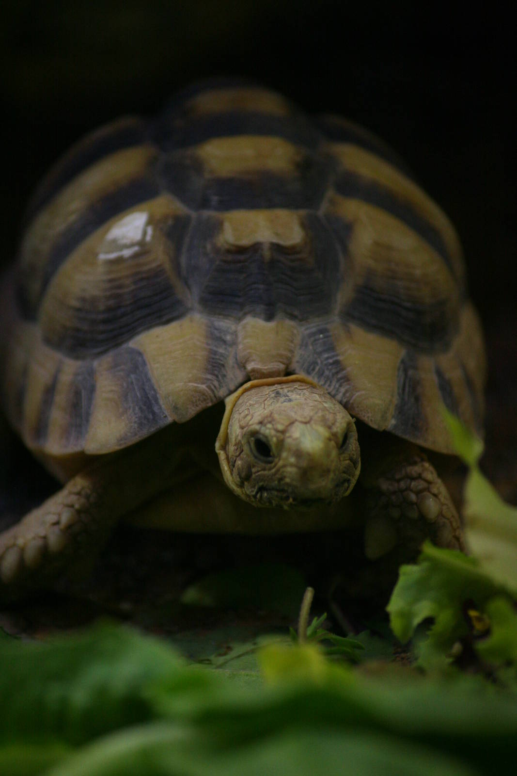 Egyptian tortoise
