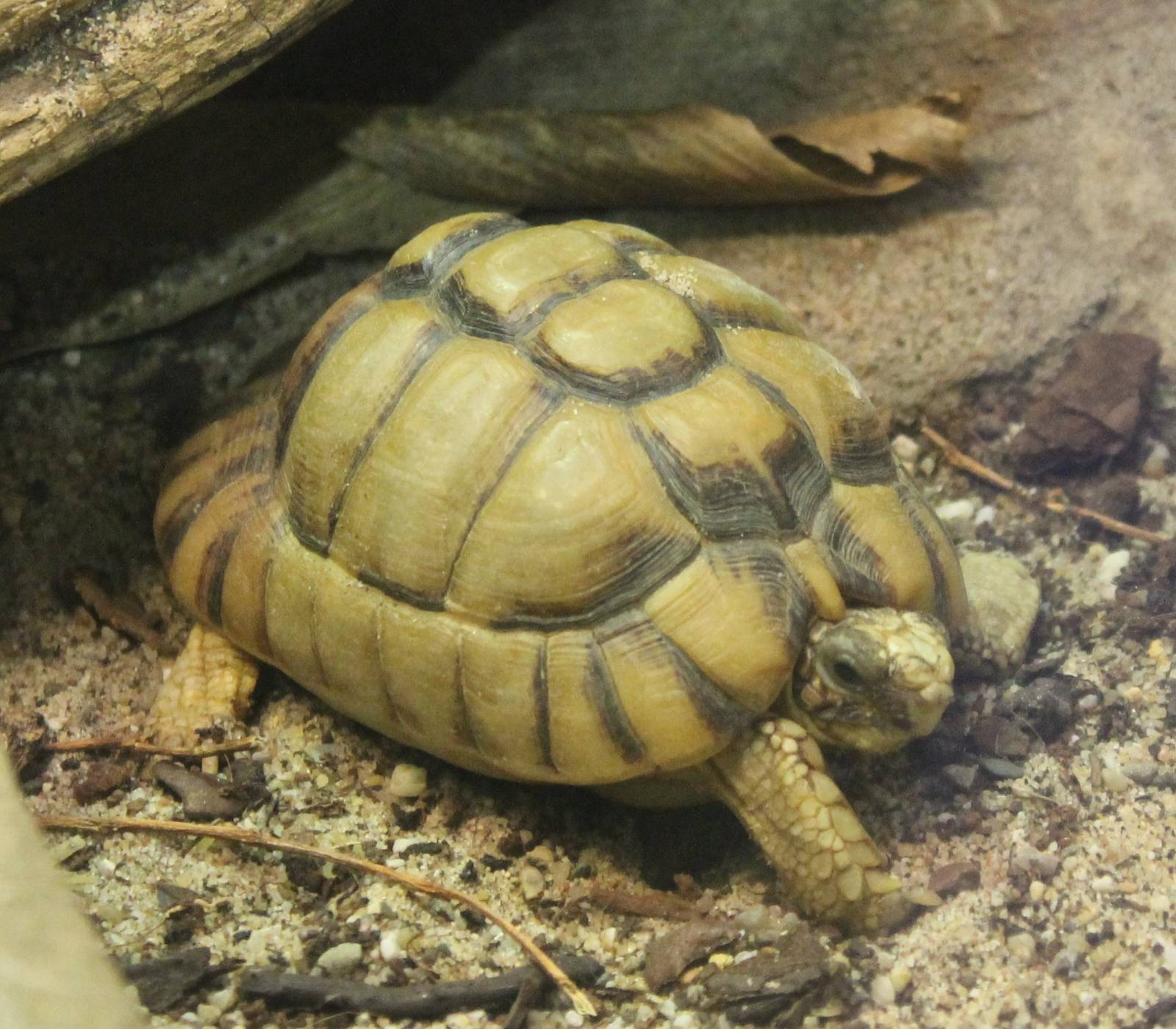 Egyptian tortoise