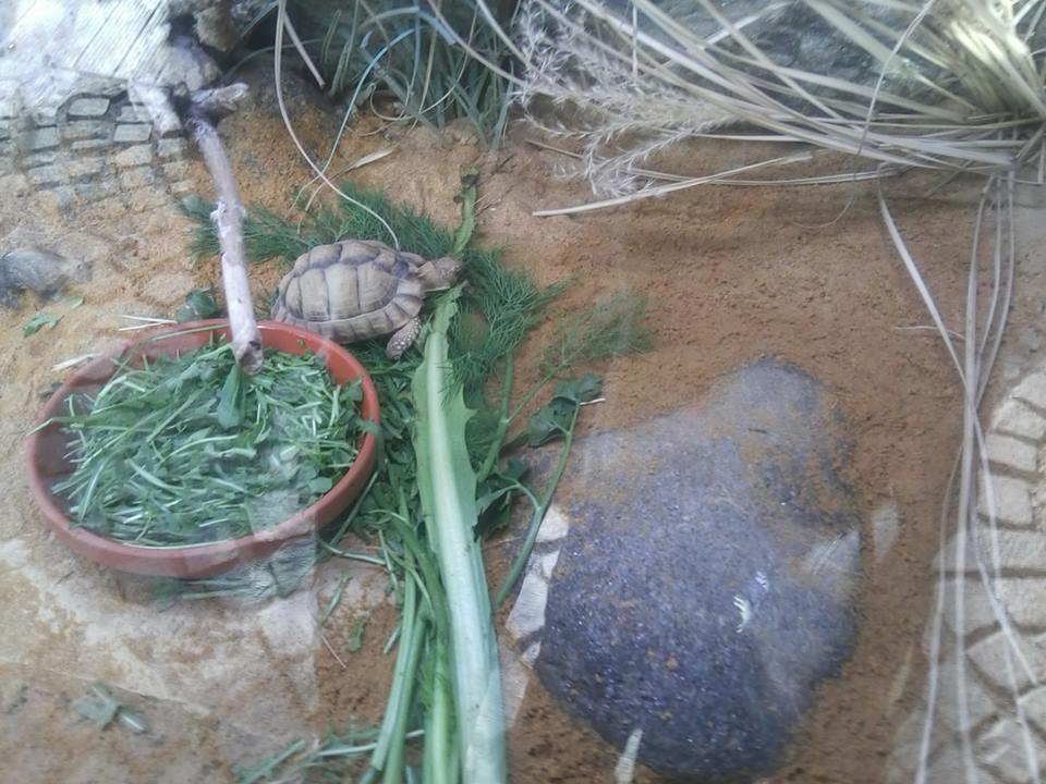 Egyptian tortoise