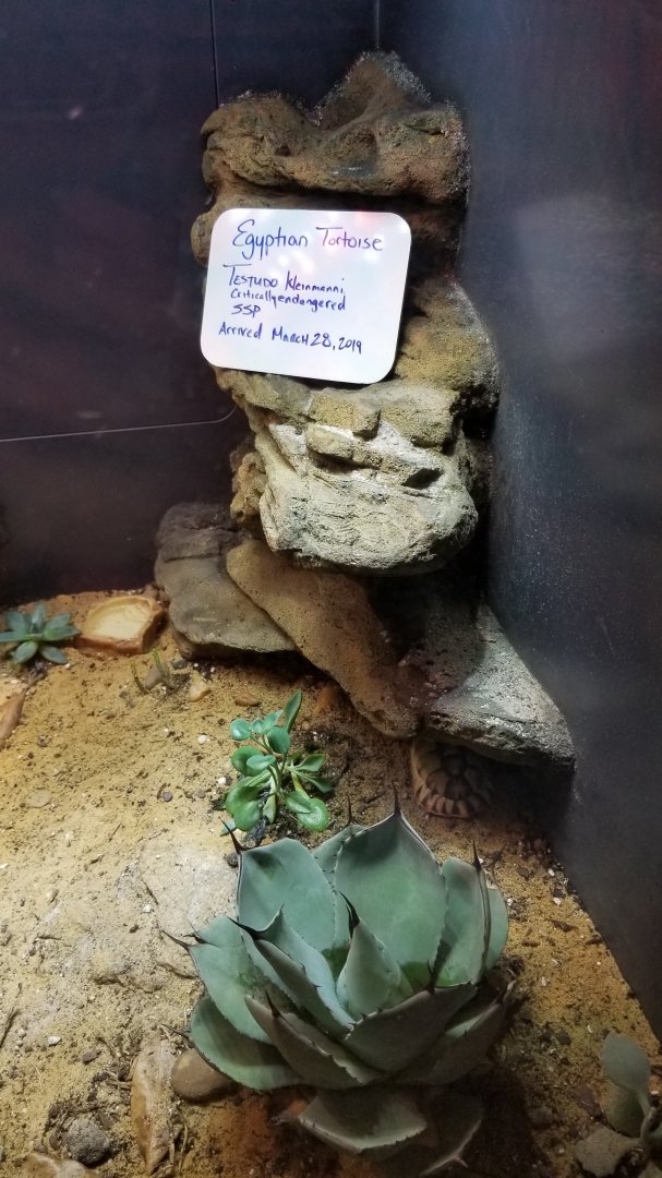 Egyptian Tortoise