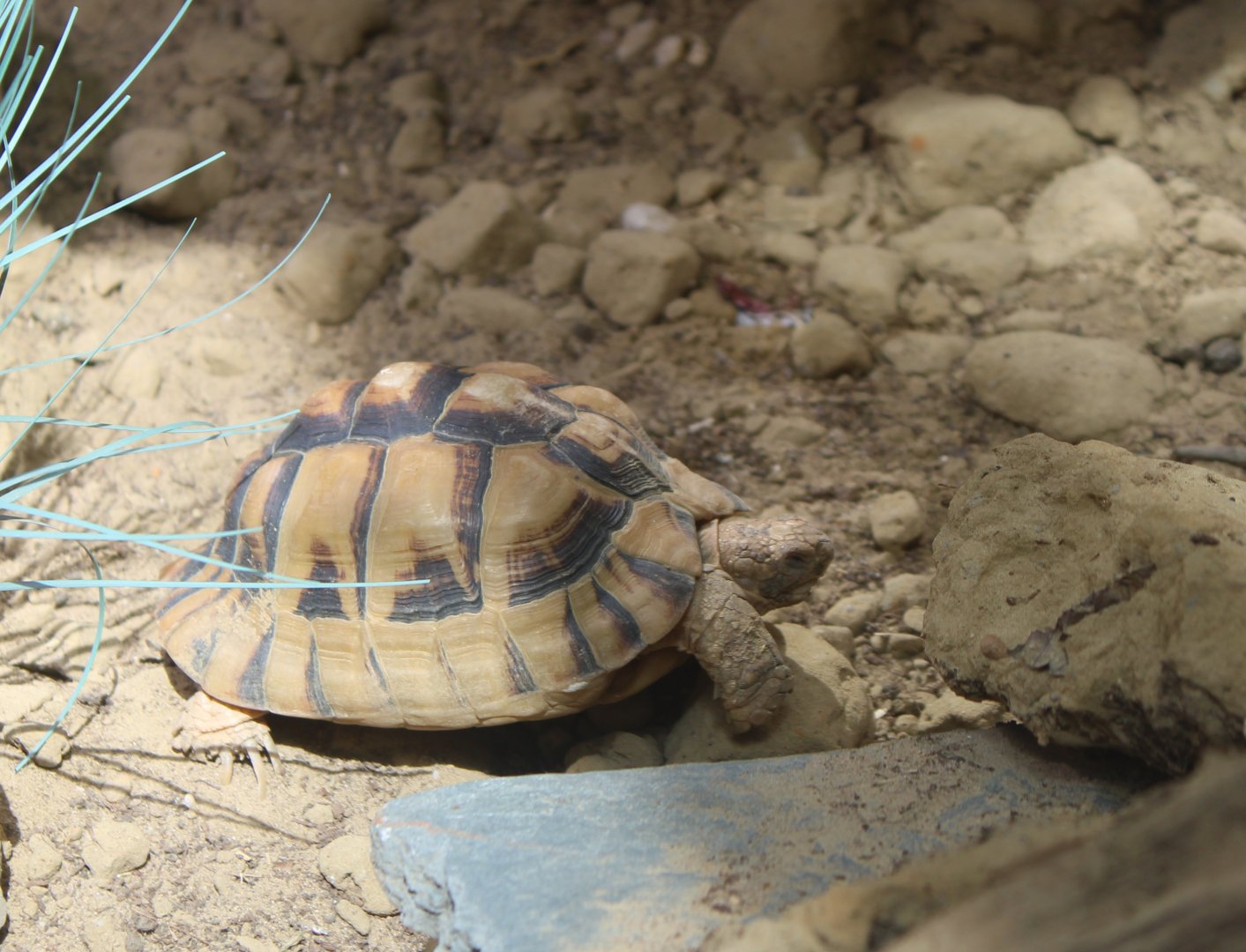 Egyptian tortoise