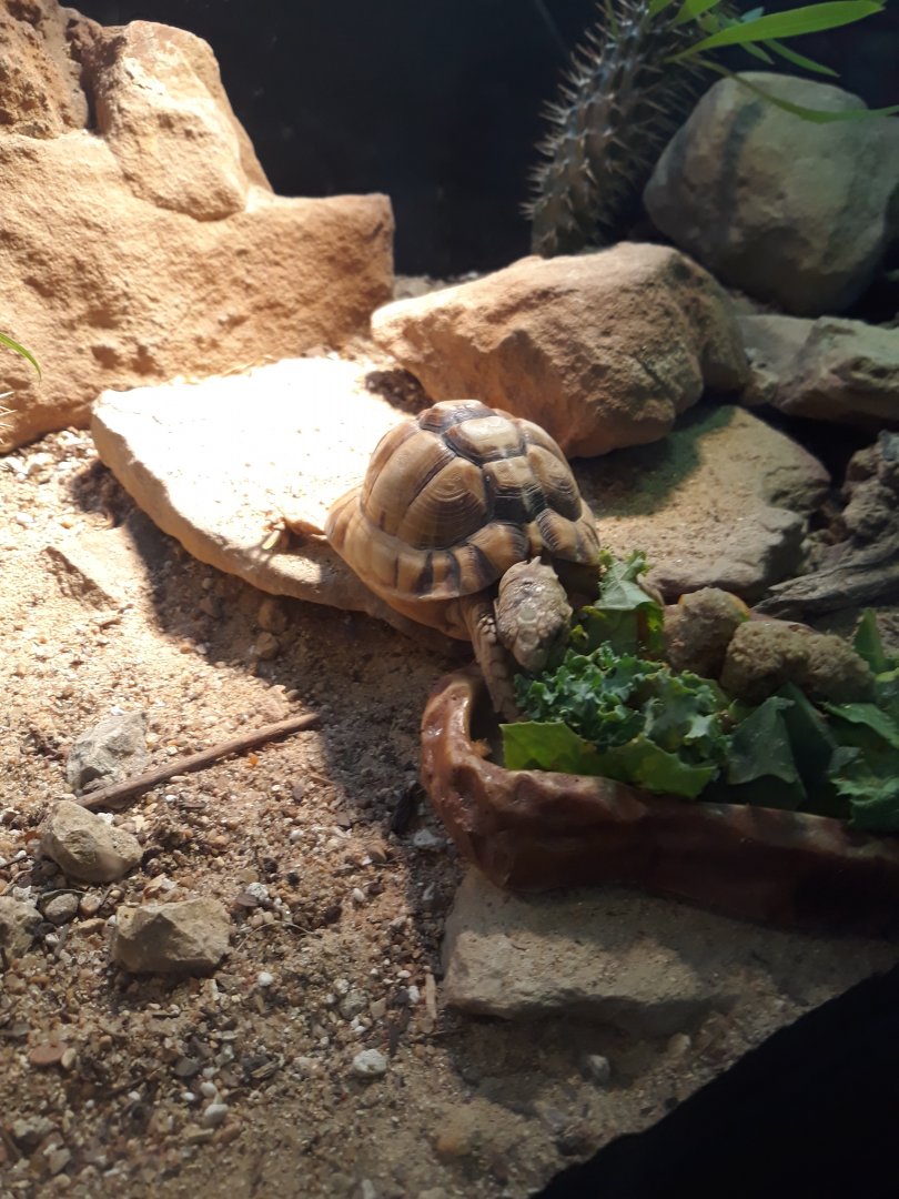 Egyptian tortoise