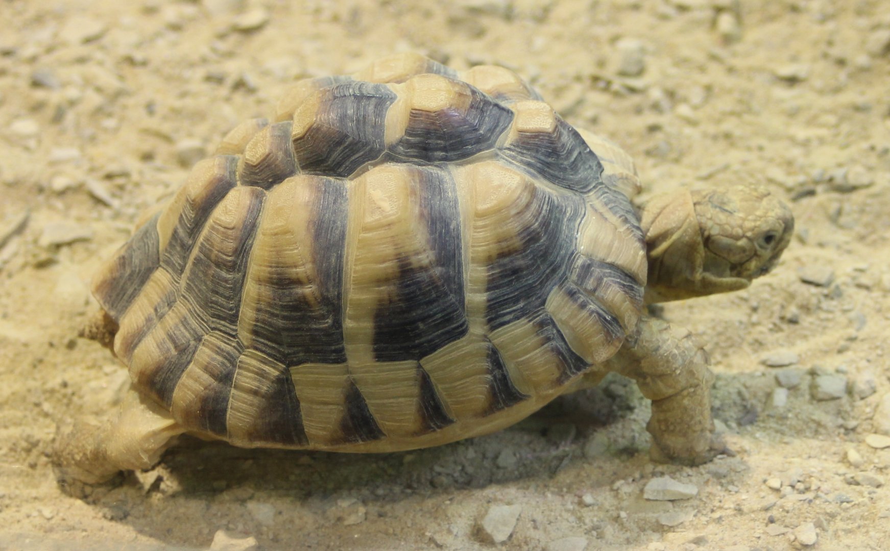 Egyptian tortoise