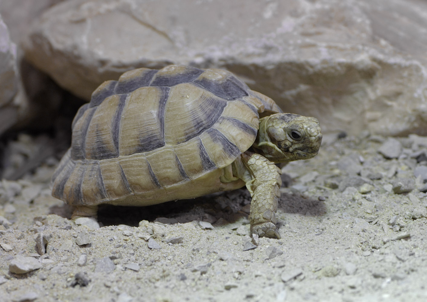 Egyptian tortoise