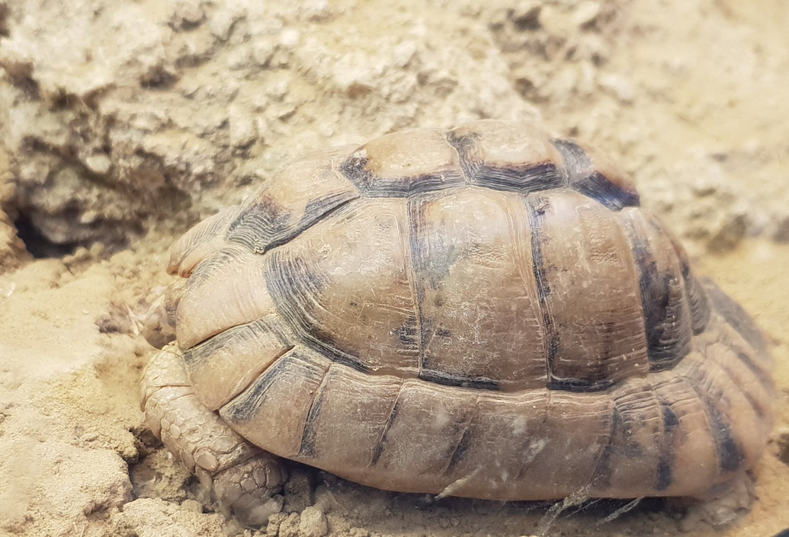 Egyptian tortoise