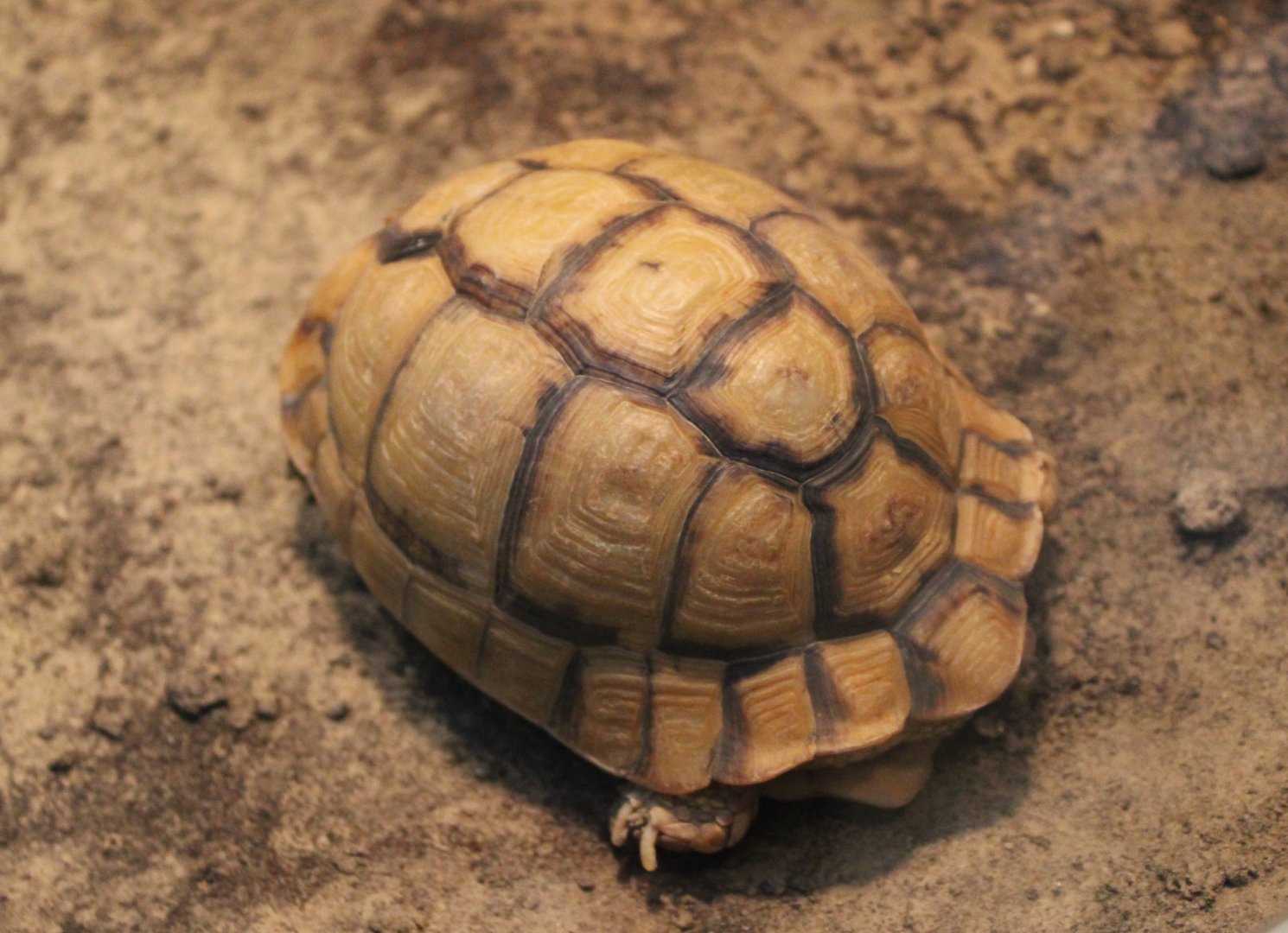 Egyptian tortoise