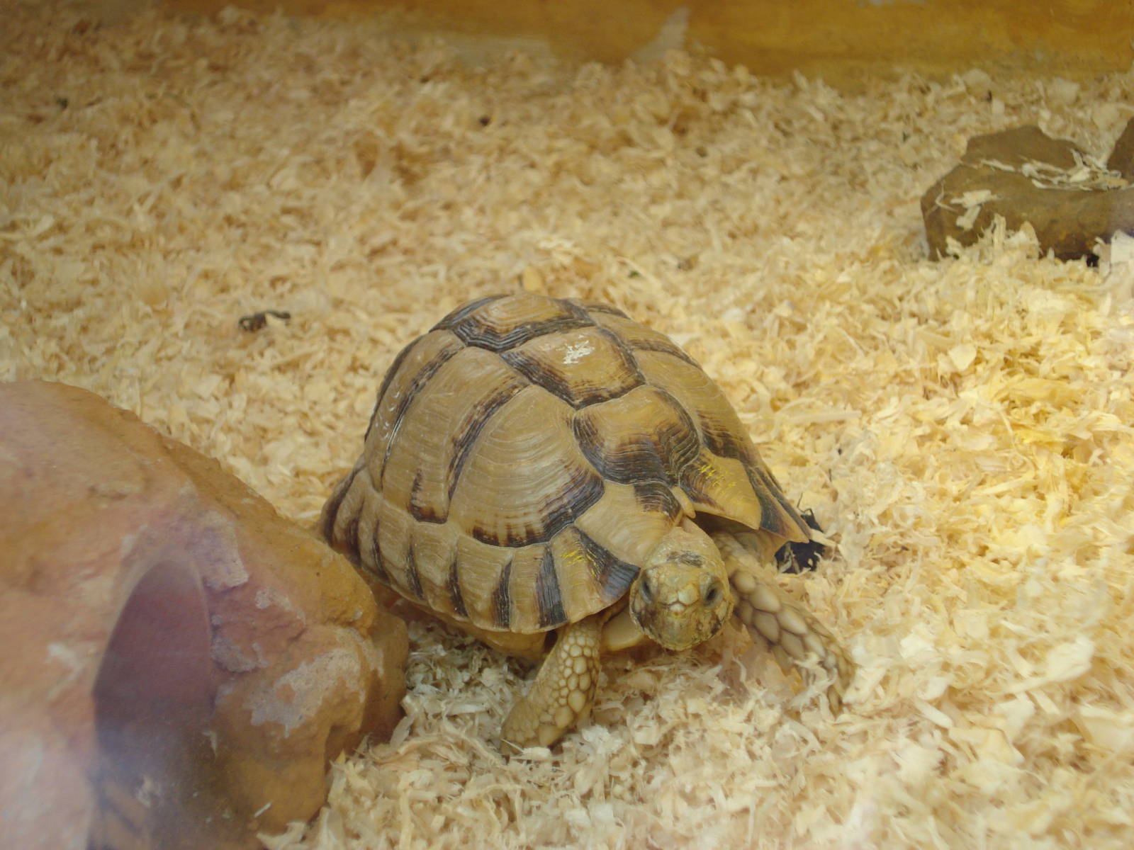 Egyptian tortoise