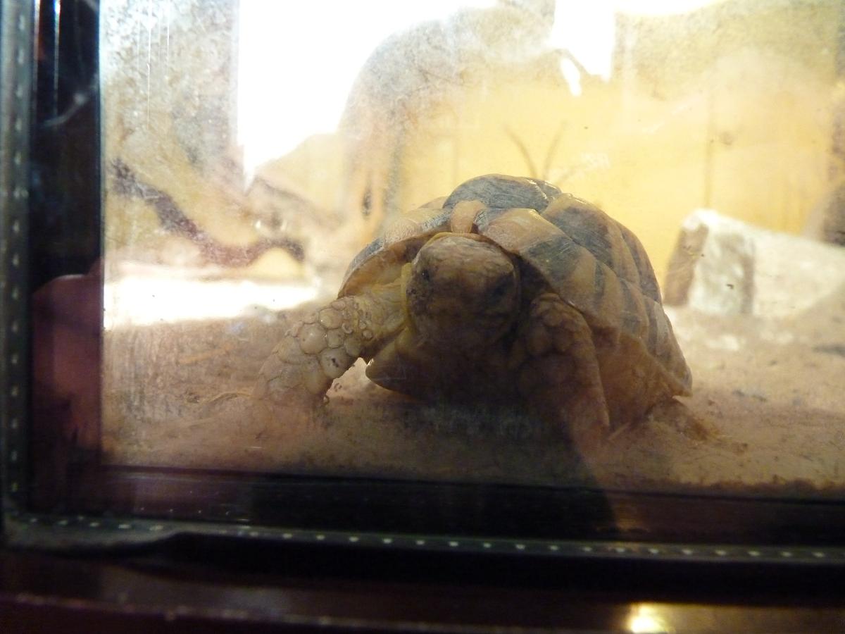 Egyptian Tortoise