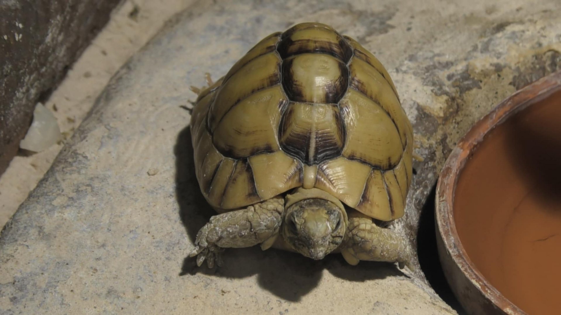 Egyptian tortoise