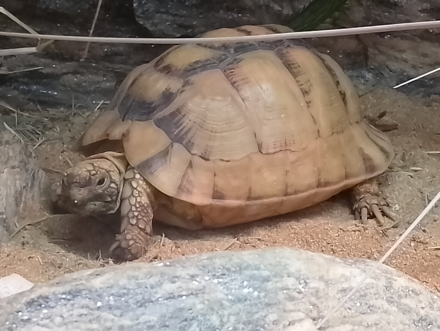 Egyptian tortoise