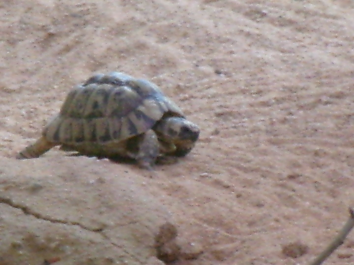 Egyptian tortoise
