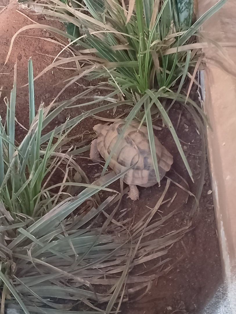Egyptian tortoise