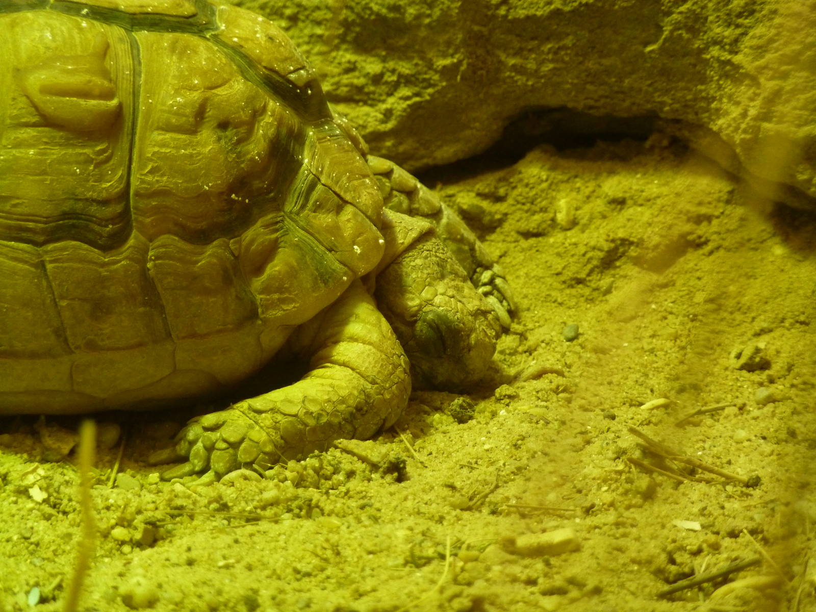 Egyptian tortoise
