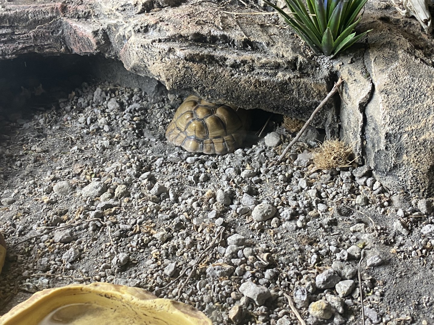 Egyptian tortoise