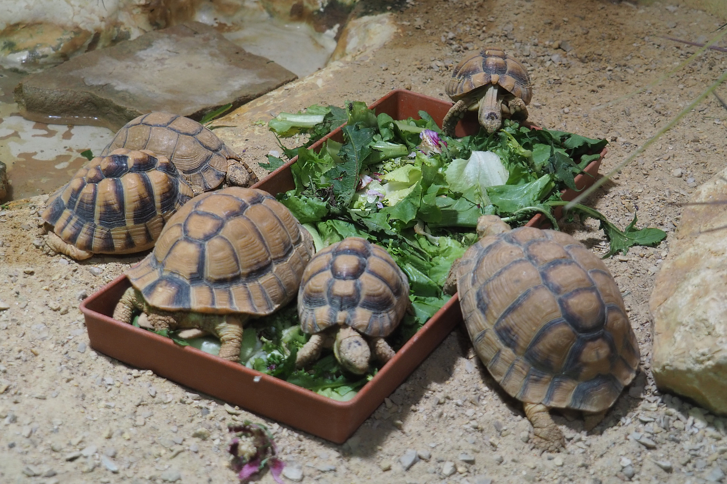 Egyptian tortoises (Testudo kleinmanni), 2020-09-02