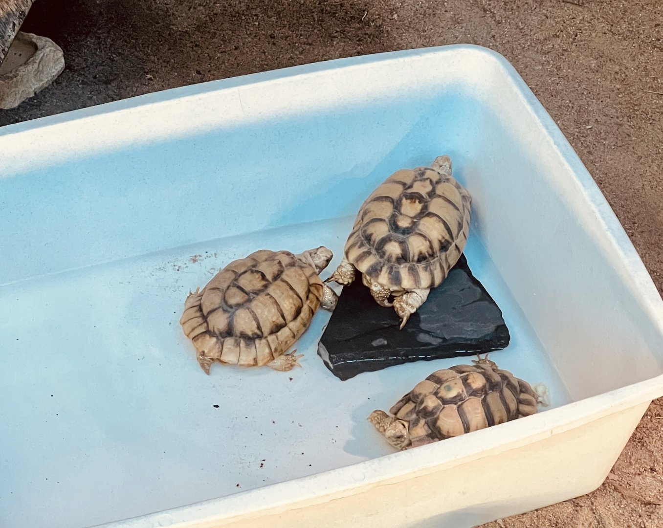 Egyptian Tortoises