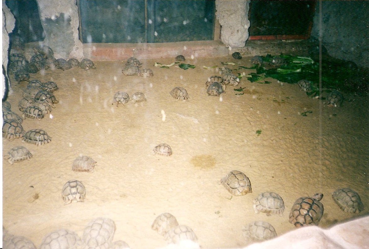 Egyptian tortoises