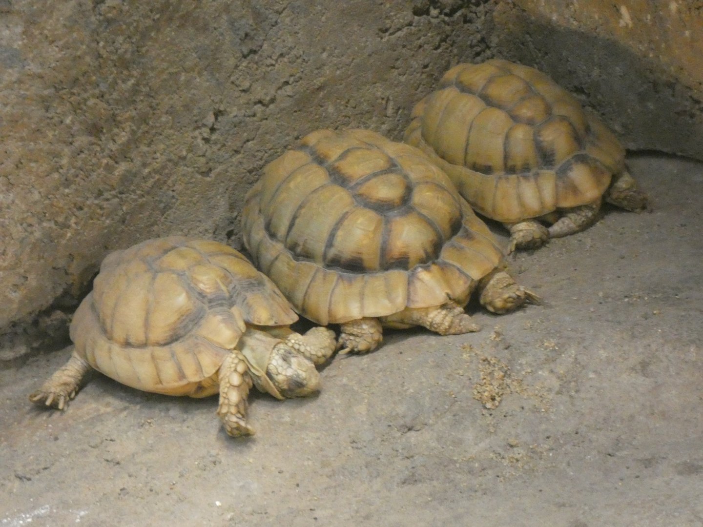 Egyptian tortoises