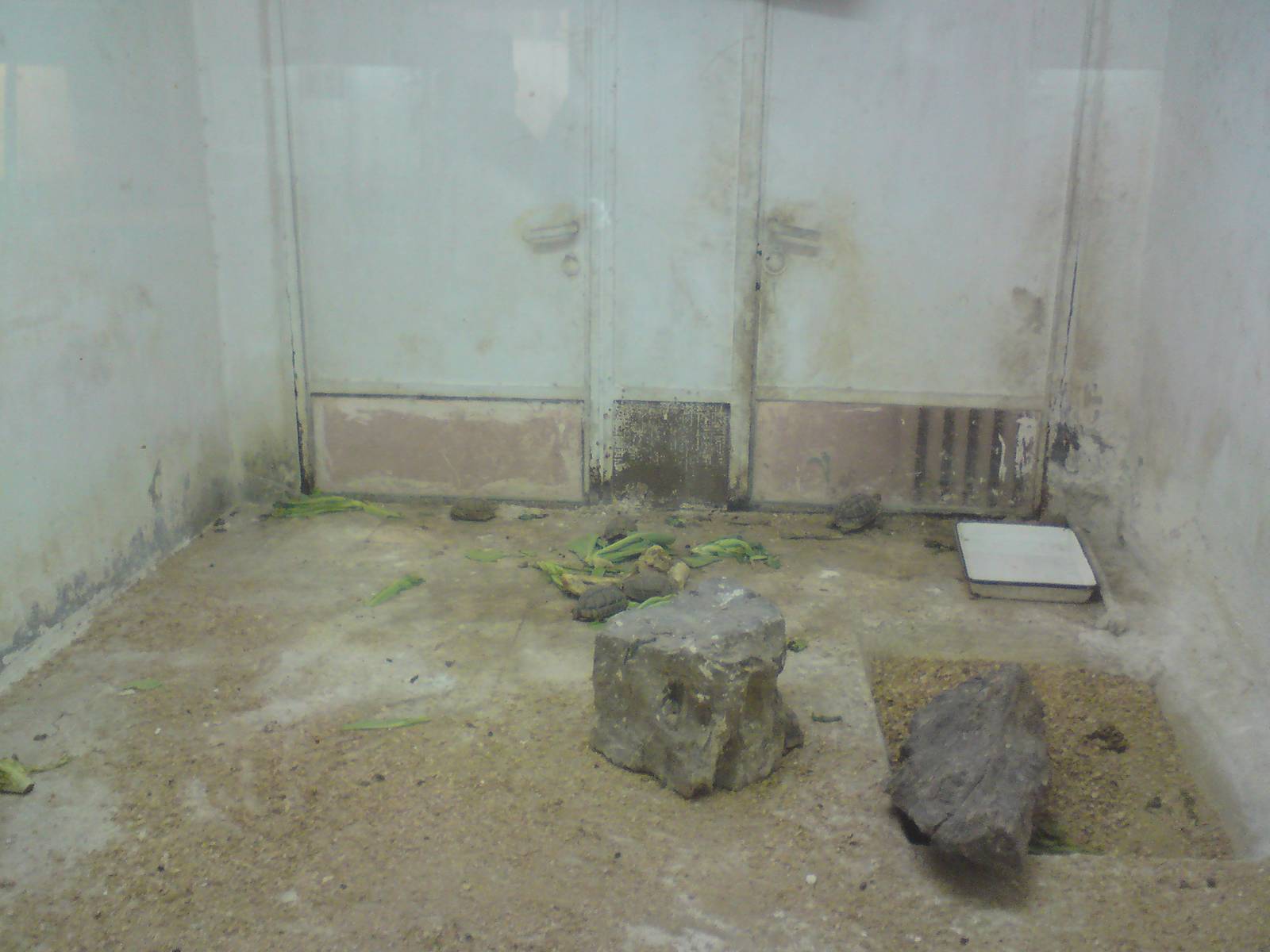 Egyptian tortoises