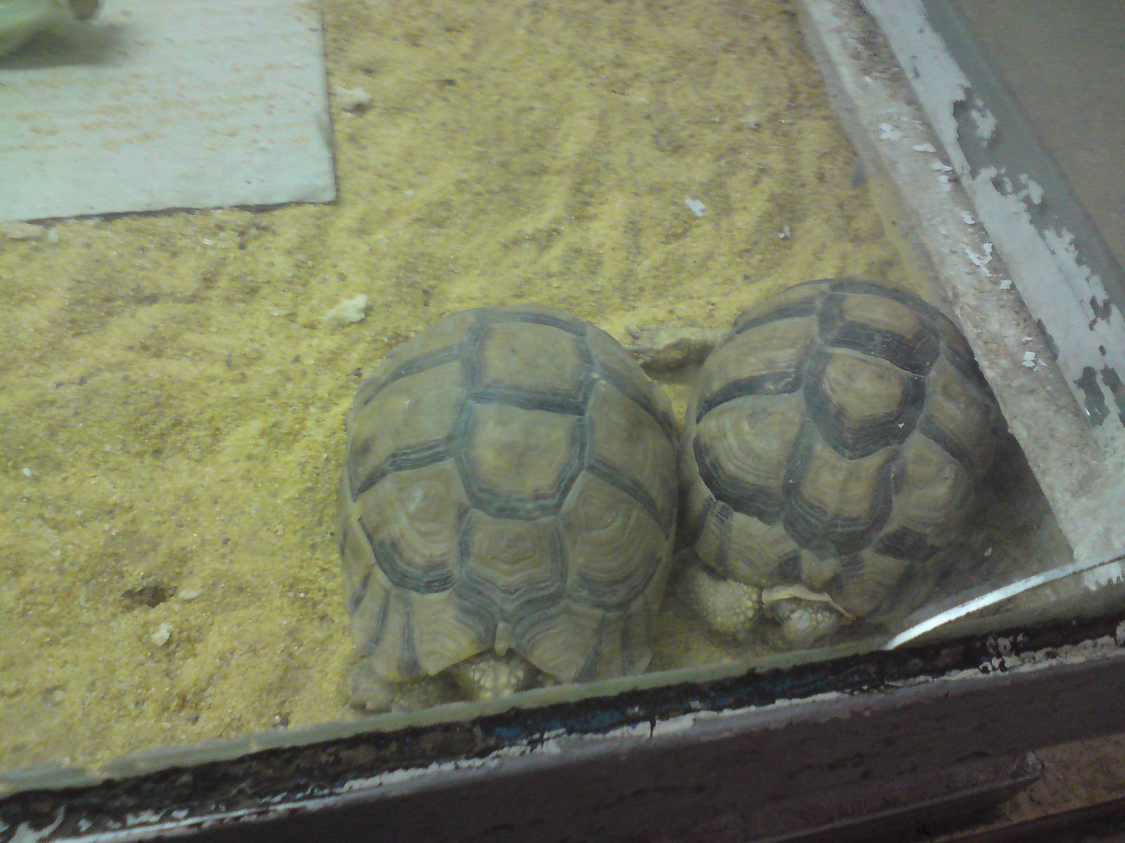 Egyptian tortoises