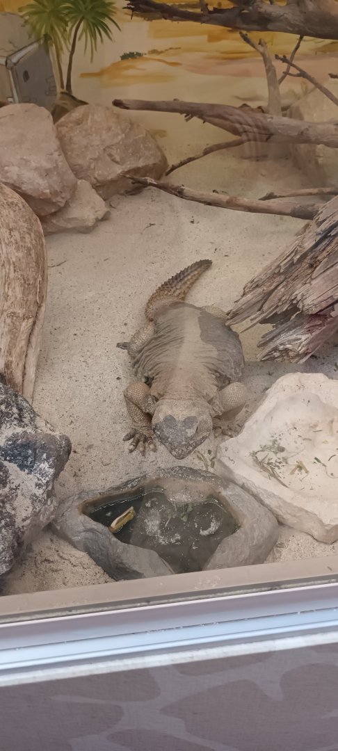 Egyptian Uromastix