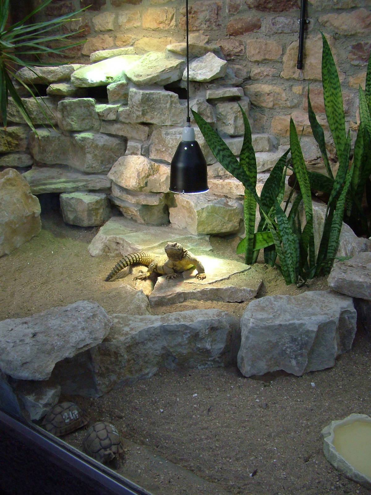 Egyptian Uromastyx and Egyptian Tortoises at Bristol 19/12/09
