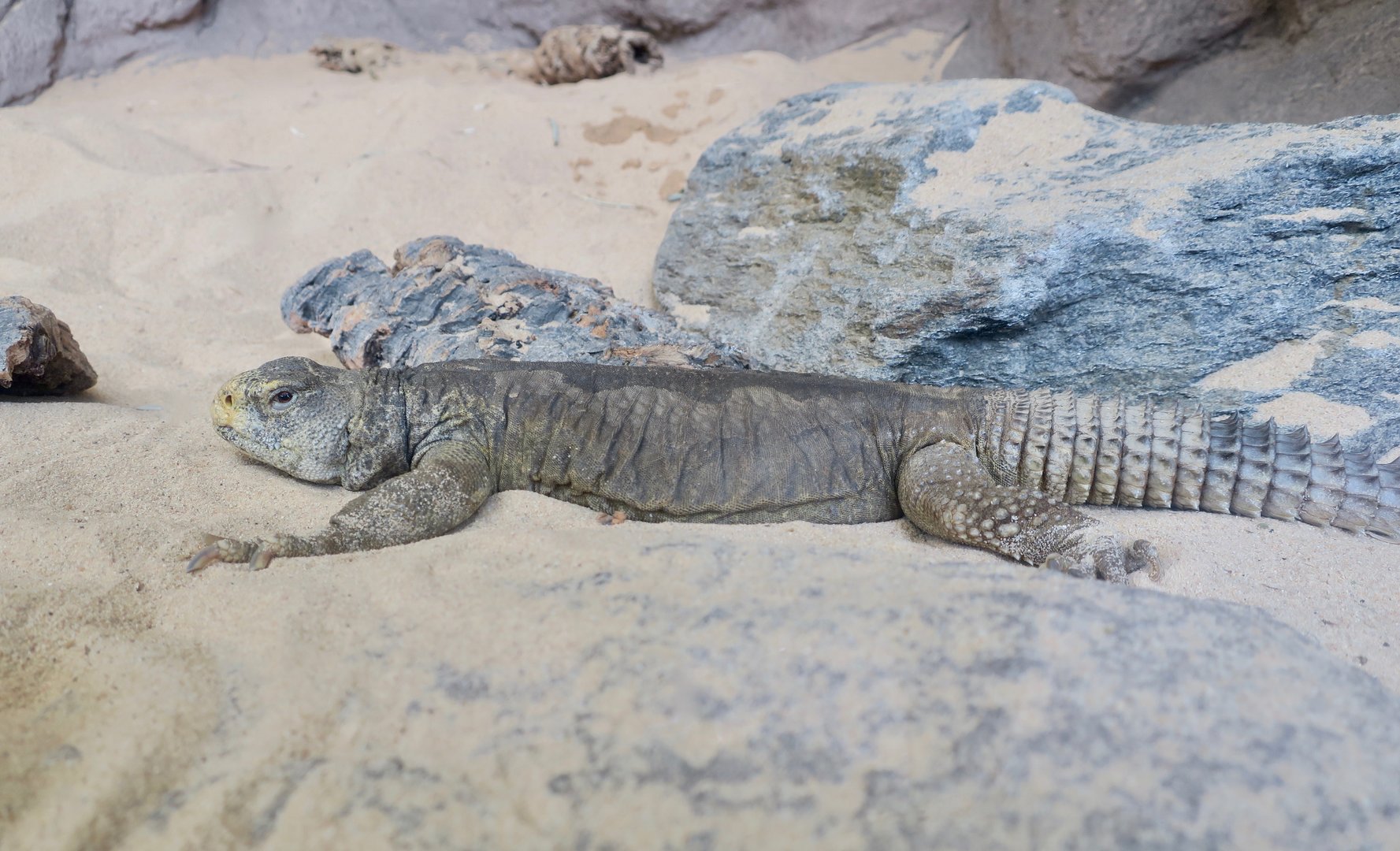 Egyptian Uromastyx (Uromastyx aegyptia)