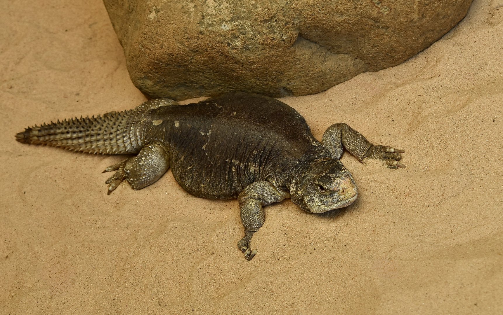 Egyptian Uromastyx (Uromastyx aegyptia)