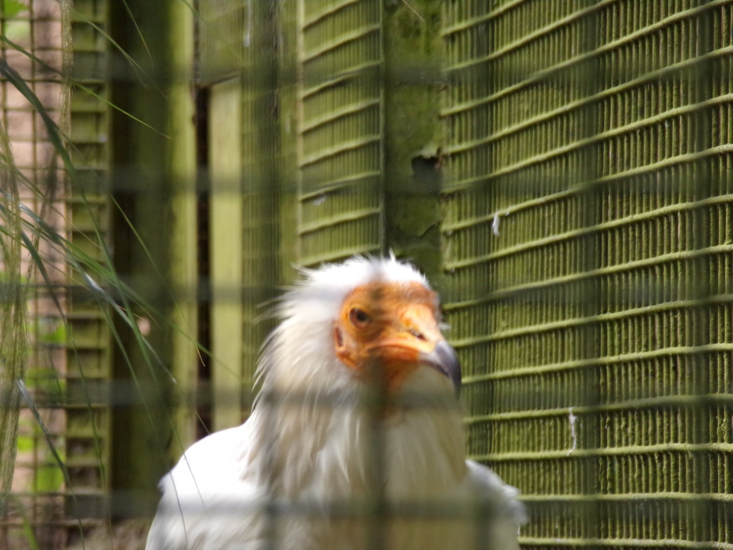 Egyptian vulture 17.7.23