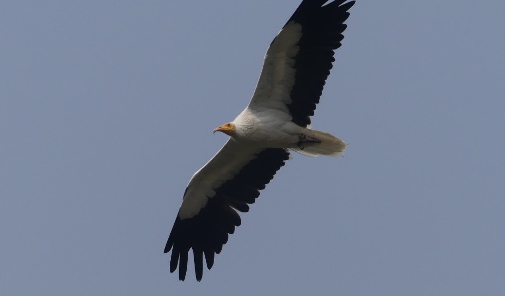 Egyptian Vulture - 18.08.24