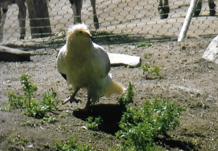 Egyptian vulture 2016