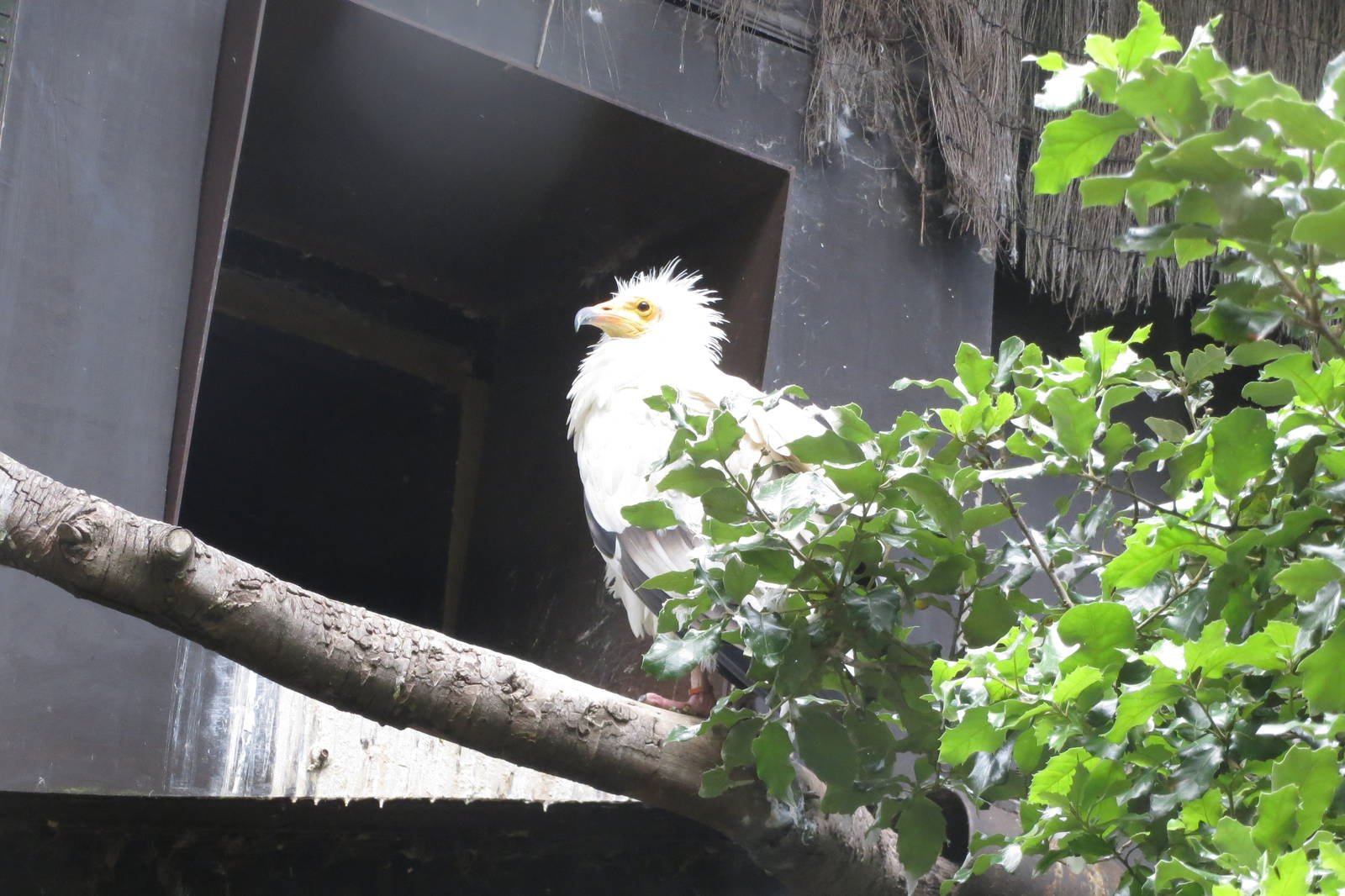 Egyptian Vulture 240815
