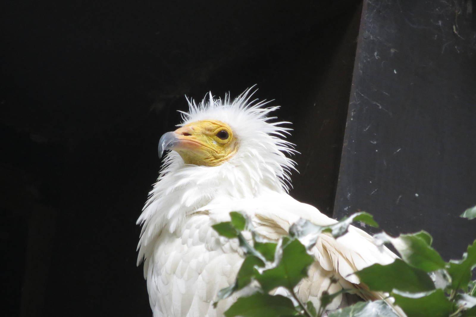 Egyptian Vulture 240815