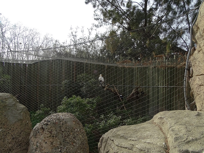 Egyptian vulture and pied crow aviary