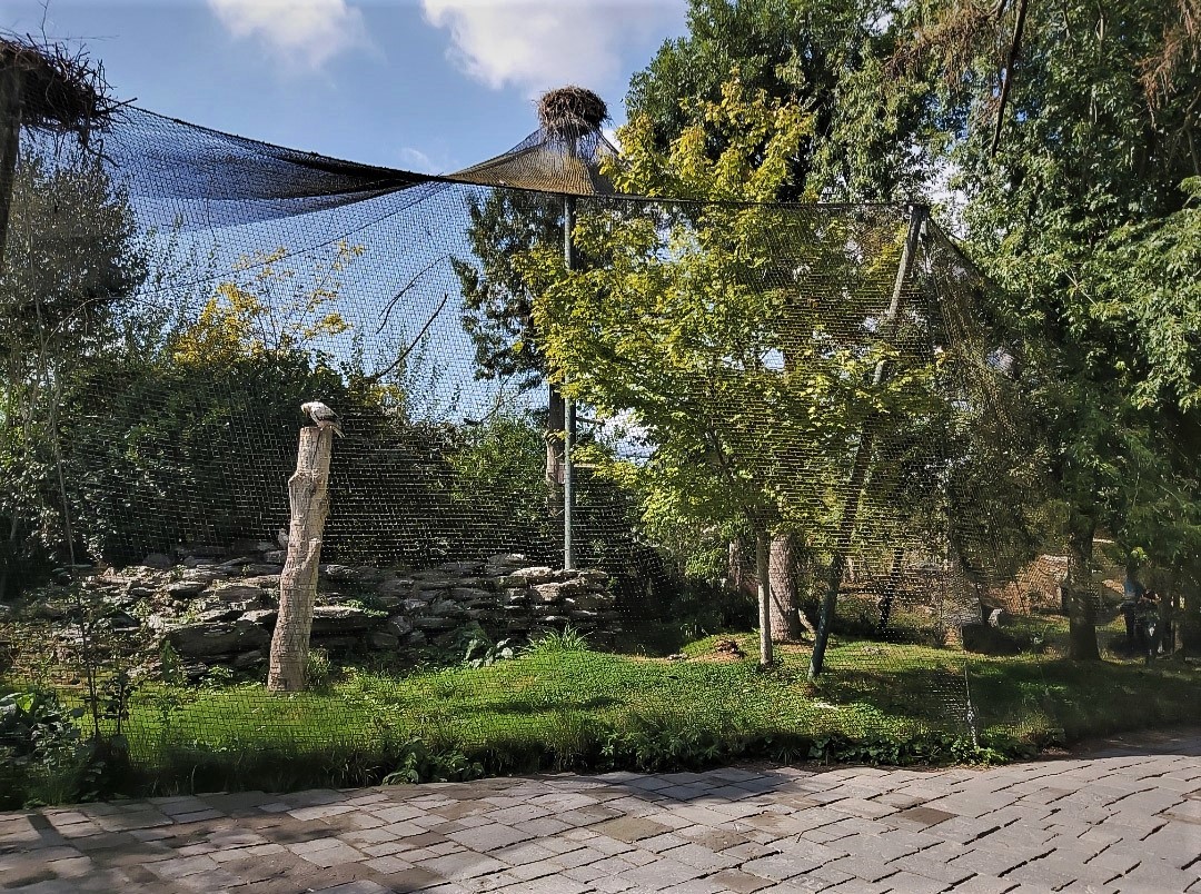 Egyptian vulture and Saddle-billed stork aviary