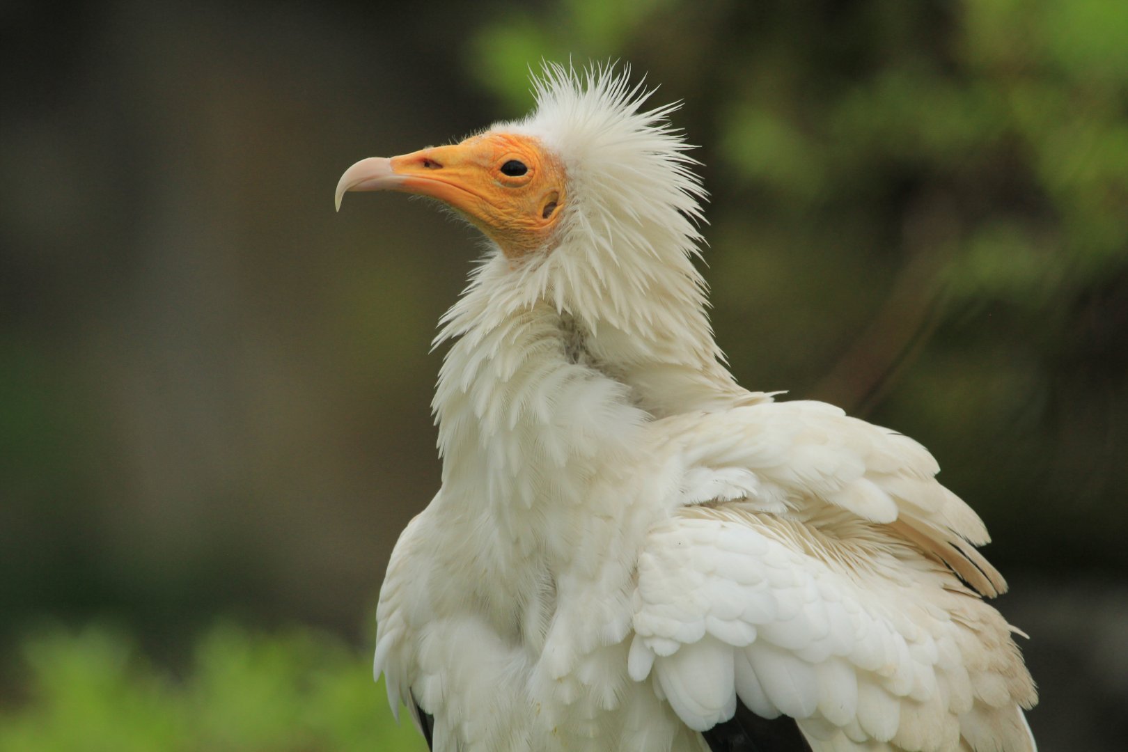 Egyptian vulture (April 2018)