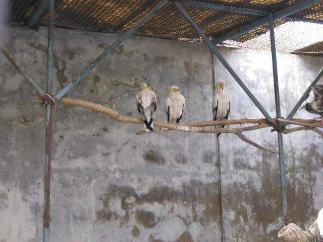 Egyptian vulture( Armenia ) Yerevan zoo