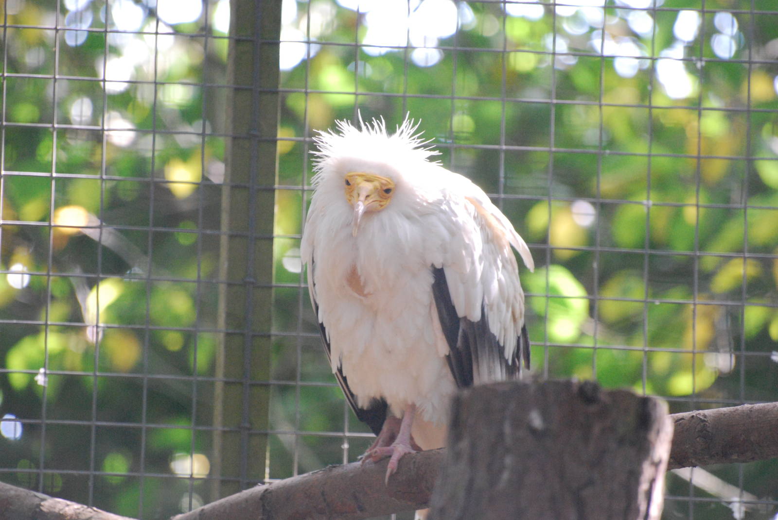 Egyptian vulture at Africa Alive!