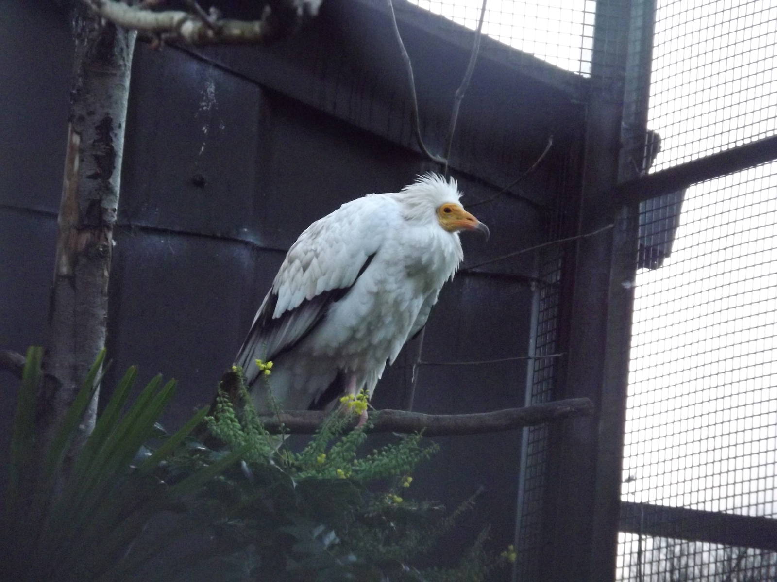 Egyptian vulture at Edinburgh Zoo 28/12/11