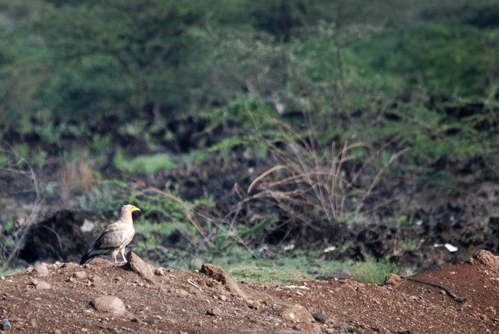 Egyptian Vulture at Lake Basaaka, 13/10/14