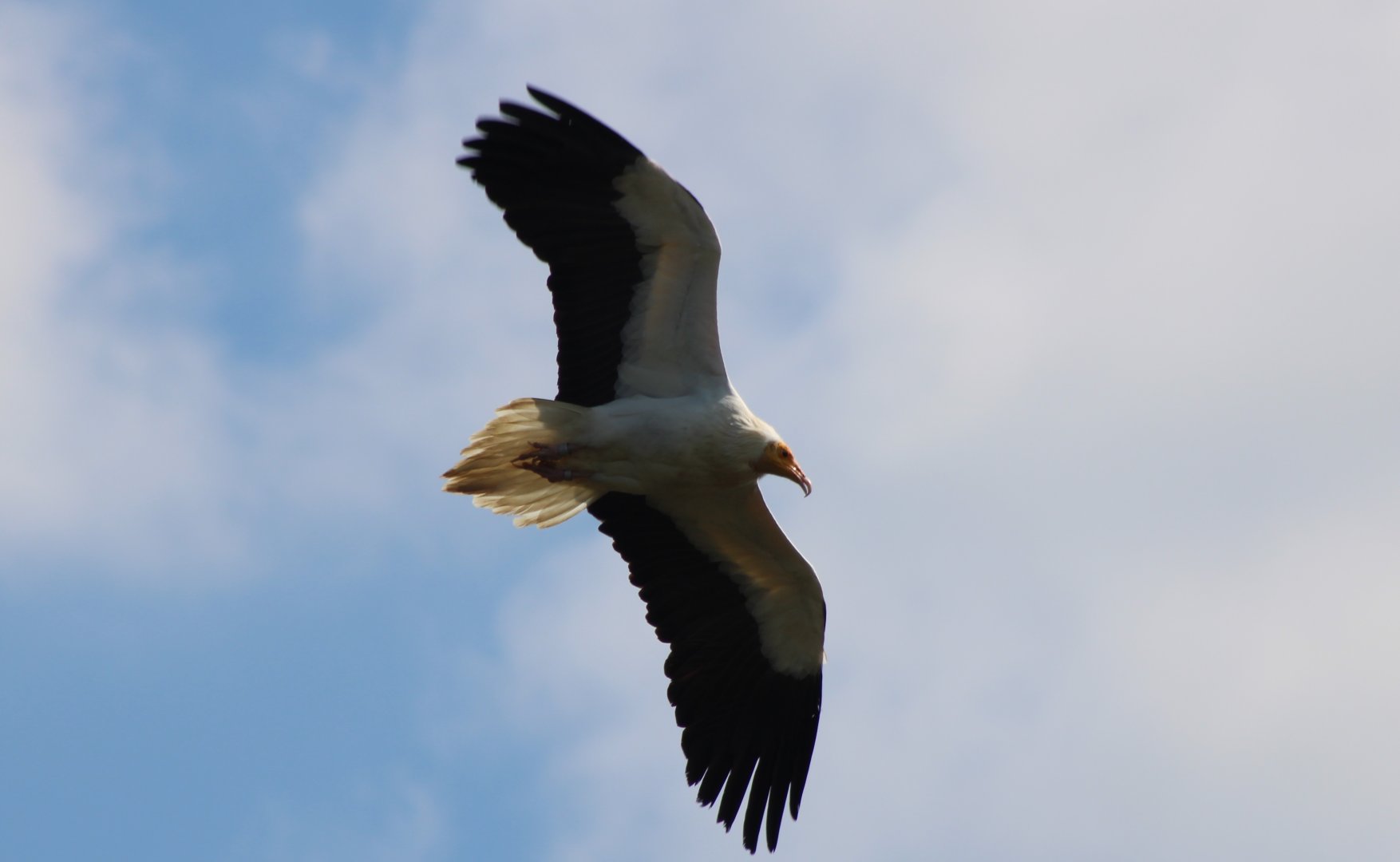 Egyptian vulture at the Bird-show